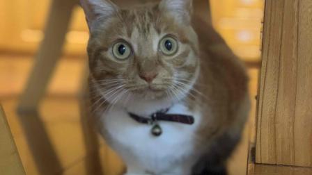 猫と暮らす=^._.^=　～脱走防止対策～