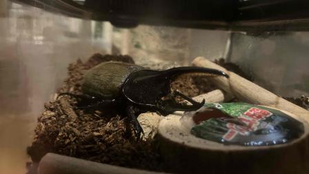 冬を感じ始めているところに『カブトムシ』のお話し。